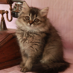 Британские длинношерстные(хайленд) котята уникальных окрасов Питомник британских кошек sunnybunny.by  