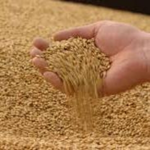 Продажа фуражной пшеницы