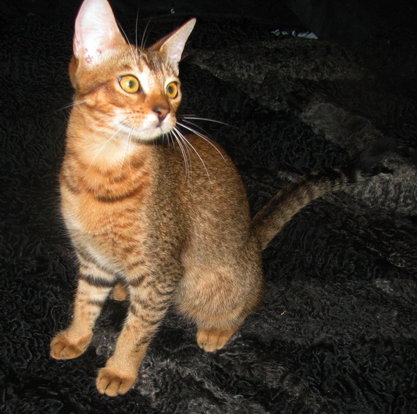 Чаузи(нильская кошка) Питомник абиссинских кошек #sunnybunny.by #sb 2
