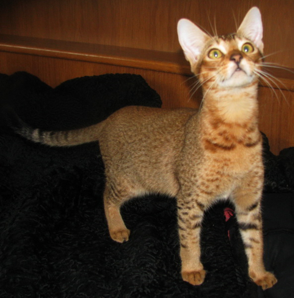 Чаузи(нильская кошка) Питомник абиссинских кошек #sunnybunny.by #sb 3
