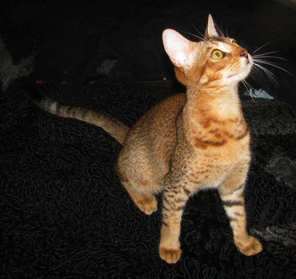 Чаузи(нильская кошка) Питомник абиссинских кошек #sunnybunny.by #sb 4