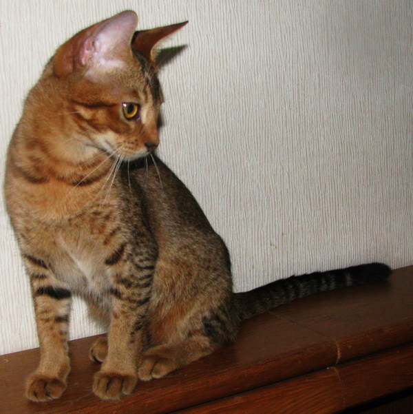 Чаузи(нильская кошка) Питомник абиссинских кошек #sunnybunny.by #sb 5