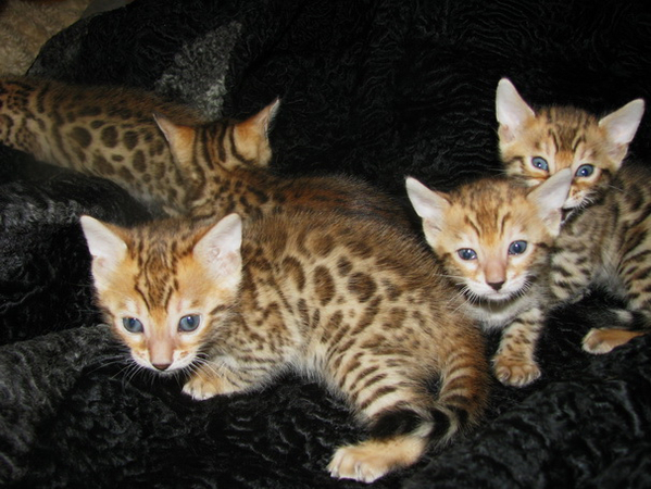 Бенгальские котята Питомник бенгальских кошек sunnybunny.by  5
