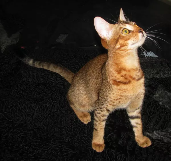Чаузи (нильская кошка) поколение F5 2