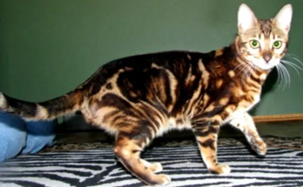 Бенгальские котята мраморного окраса 3